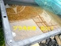 メダカのプラ舟水槽 特大 広くて 丈夫でいい水槽になります90cmx60cm 楊貴妃 3色錦透明燐プラ船 ビオトープ メダカのプラ舟水槽 特大 広くて 丈夫でいい水槽になります90cmx60cm 楊貴妃 3色錦透明燐プラ船 ビオトープ