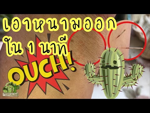 เอาหนามกระบองเพชรออก ใน 1 นาที | how to remove cactus spines in 1 min.|MookCactus