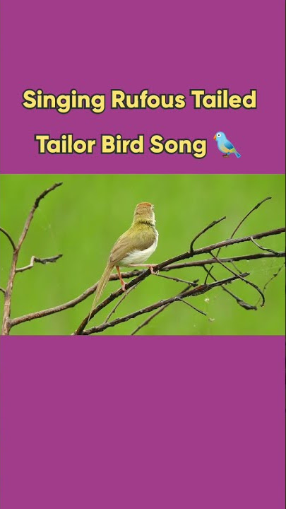 Singing Rufous Tailed Tailor Bird. The best bird song. #shorts | super hit bird song 2021