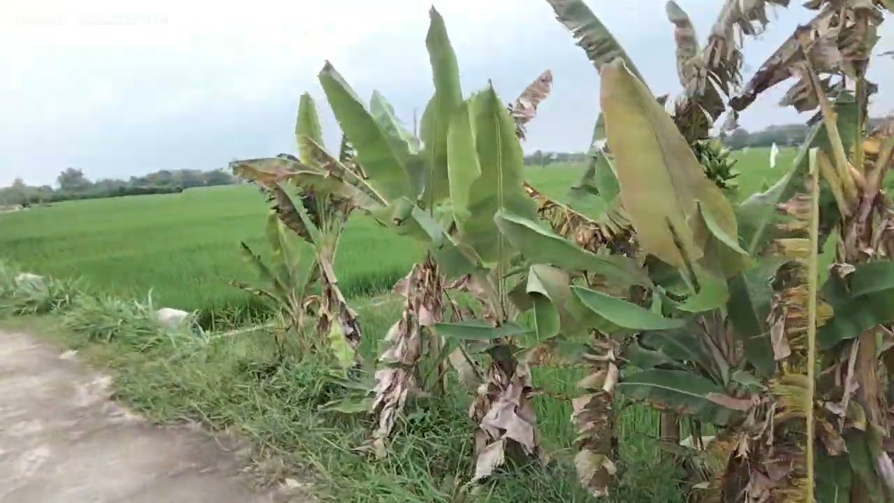 Area persawahan desa Panjeng menuju desa Ngrupit Kec Jenangan Ponorogo 