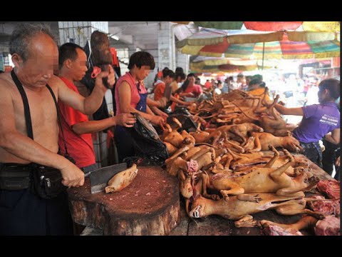 Video: Karnaval Makan Anjing Dilarang Di China