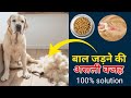 Dog Hair Fall  Problem and Solution / रामबाण ईलाज 💯|| Dog Hair Fall TREATMENT