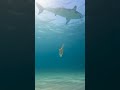 Why do sharks lose so many teeth?