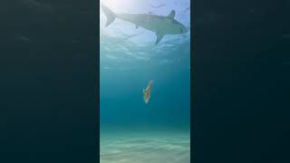 Why do sharks lose so many teeth?