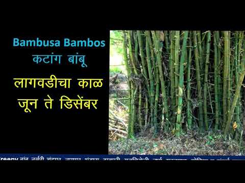 Video: Kas kuldne bambus on kleepuv bambus?