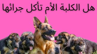 هل الكلبة الأم تأكل أبنائها - الأسباب و الحلول