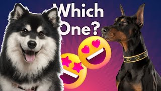 Alaskan Malamute VS Doberman Pinscher - Which is Better FOR YOU ? by Dog Fanatic ! 89 views 1 year ago 11 minutes, 10 seconds