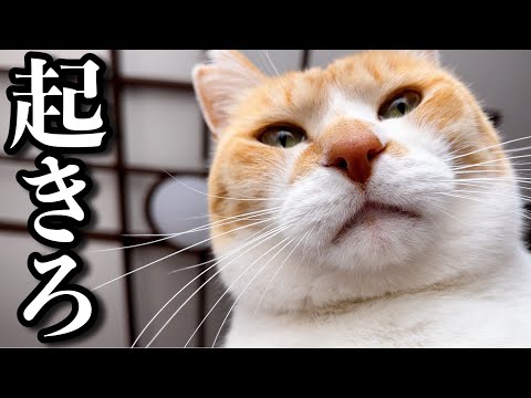 起こし方が超絶かわいい猫のモーニングルーティン