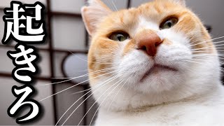 Super Cute Cat's Morning Routine For Waking Up