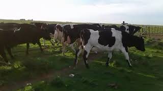 69 Vacas y Vaquillonas Holando Argentino preñadas. Gregorio Aberasturi SRL
