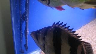 Widebar Datnoid - Pellet Training