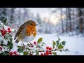 Winter Mornings With Piano Birds Soothing Music For Relaxation Healing