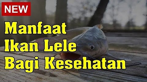 Manfaat Ikan Lele Bagi Kesehatan