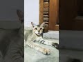 like and subscribe💕