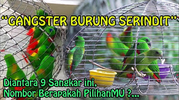 BURUNG SERINDIT GANGSTER" 9 AKSI GANAS _ Vlog 055