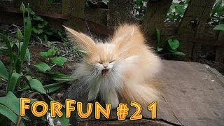 ЛУЧШИЕ ПРИКОЛЫ #21 -ВЕЛИК- ЛУЧШИЕ ПРИКОЛЫ #21 -ВЕЛИК-