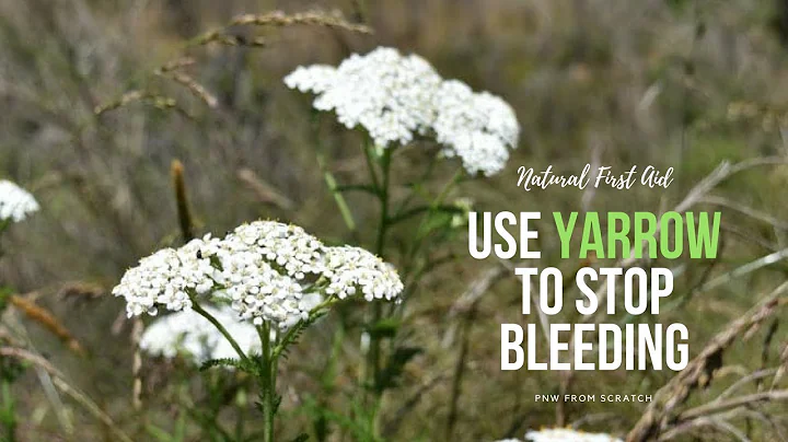 Natural First Aid: How to Use Yarrow to Stop Bleeding