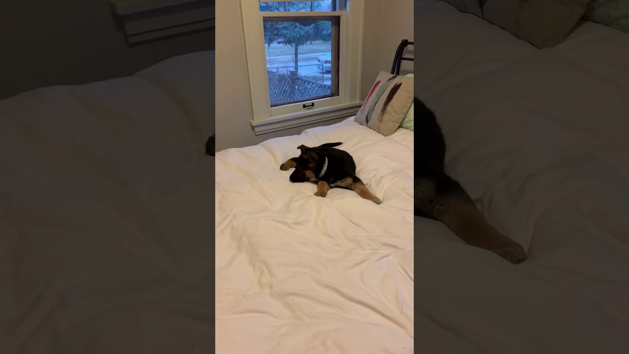 GSD Puppy dog falls off bed - YouTube