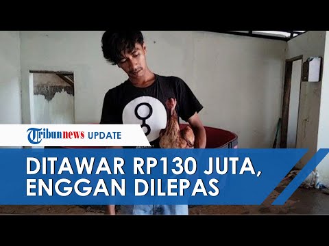 Video: Apakah kelebihan koleksi di Jawa?