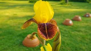 How to Plant Iris Rhizomes