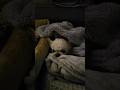 【認知症と闘う18歳のチワワ】激しい夜鳴きから深夜の旅路 #うちのチワワん #癒し #チワワちゃん #犬のいる生活 #チワワと暮らす #認知症 #shorts