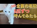 5匹の猫達の名前を順番に呼んだら来るのか？驚きの結果にパート２