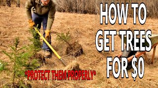 Planting Pine Trees [3 Amazing Tips]