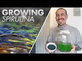 How to Grow your own Algae at Home | Spirulina