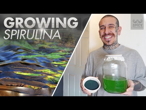 घर पर अपनी खुद की शैवाल कैसे उगाएं | Spirulina