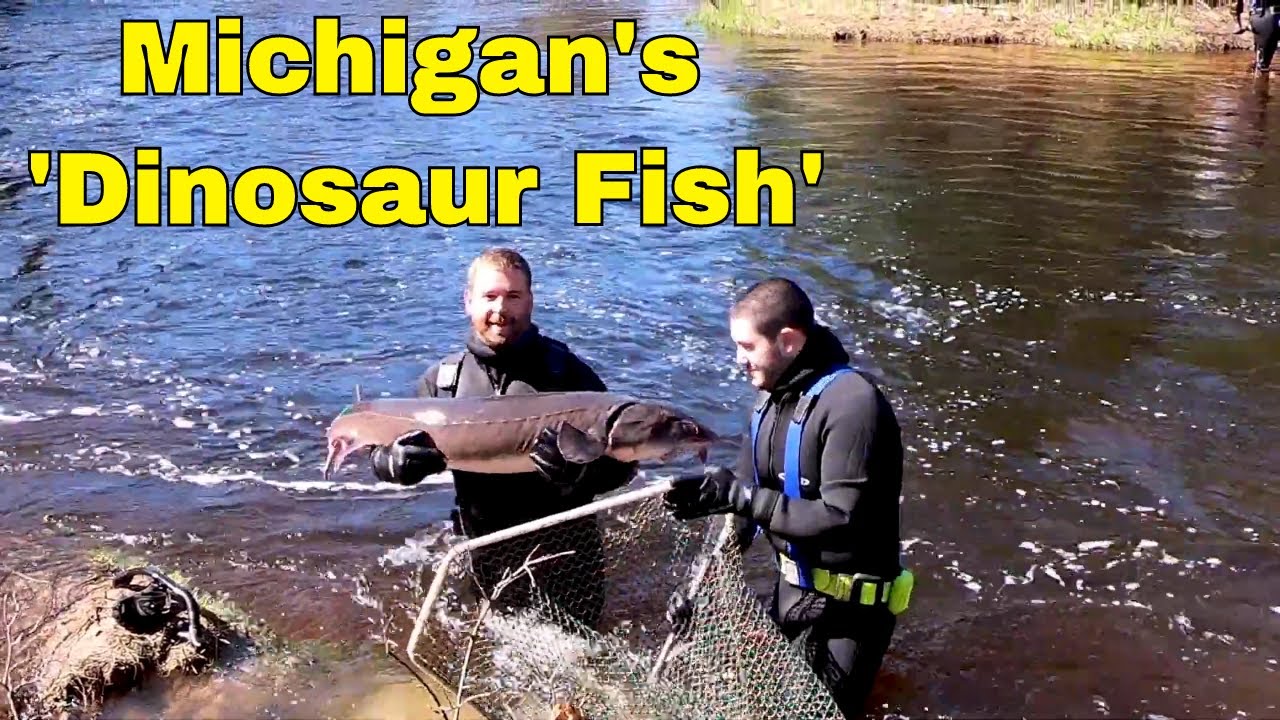 Guarding Michigan's Lake Sturgeon YouTube