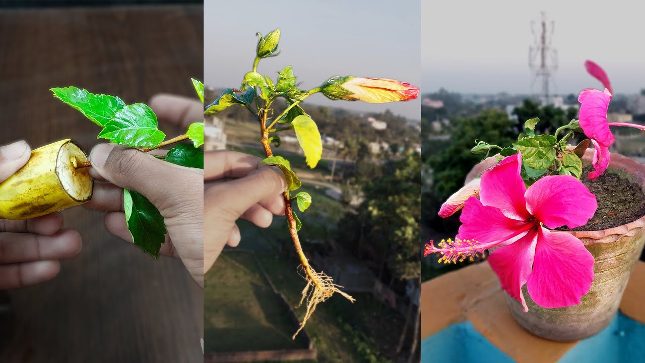 Best Natural Propagate Hibiscus From Cuttings // using natural rooting