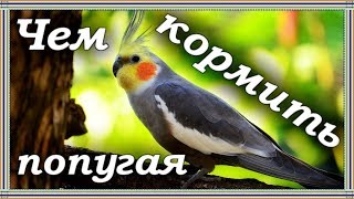 видео Правильное кормление попугая: что давать кроме корма?