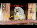 【2分で見れる】フクロウが孵化から巣立つまで。