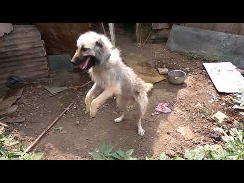 მაშიკო და ბაბილინა4