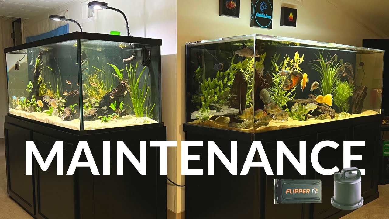 How I Clean and Maintain All My Large Aquariums 