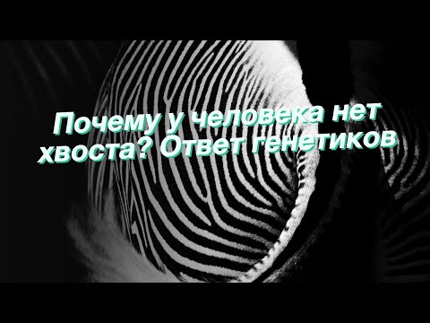 Почему у человека нет хвоста? Ответ генетиков