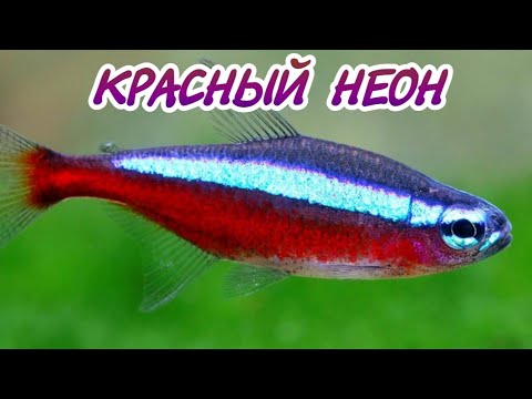 КРАСНЫЙ НЕОН. УХОД, СОДЕРЖАНИЕ И РАЗВЕДЕНИЕ.