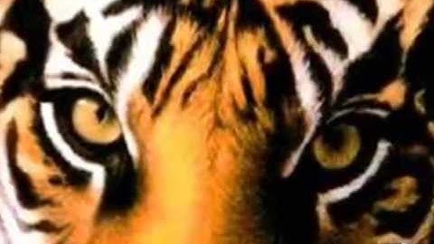 LA TEMPORADA ES BUENA - LOS TIGRES DEL NORTE  ESTUDIO