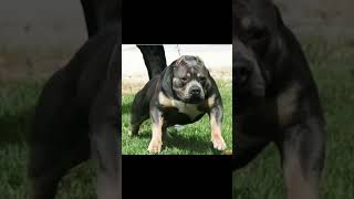 pitbull vs rottweiler dog mix 🤝🎭