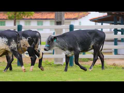 LOTE 32