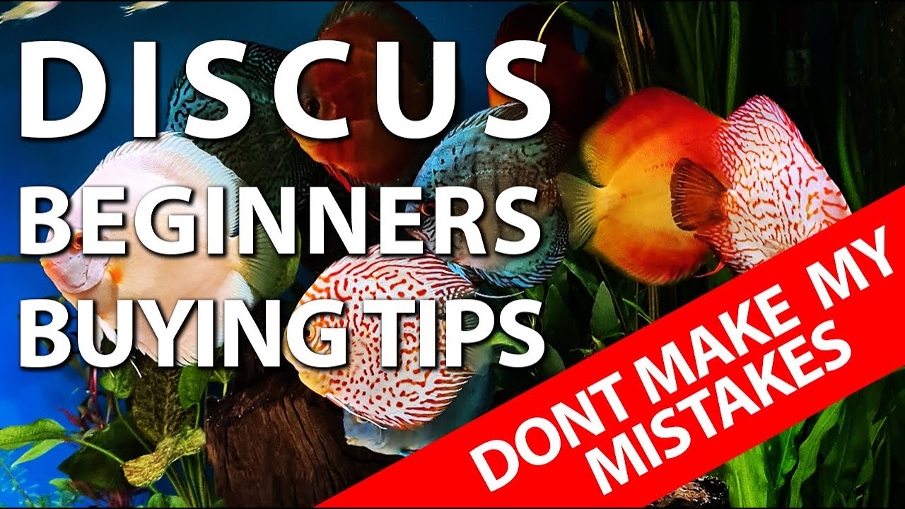 A beginners guide to buying Discus fish - learn from my mistakes - get the basics right first time