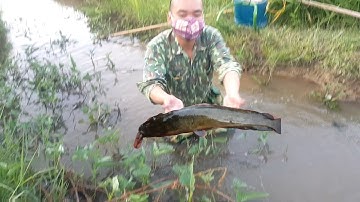 Kích Cá Đồng, Cá Rô,Cá Lóc,Cá Trê,-Catching Copperhead, Perch, Snakehead, Catfish,