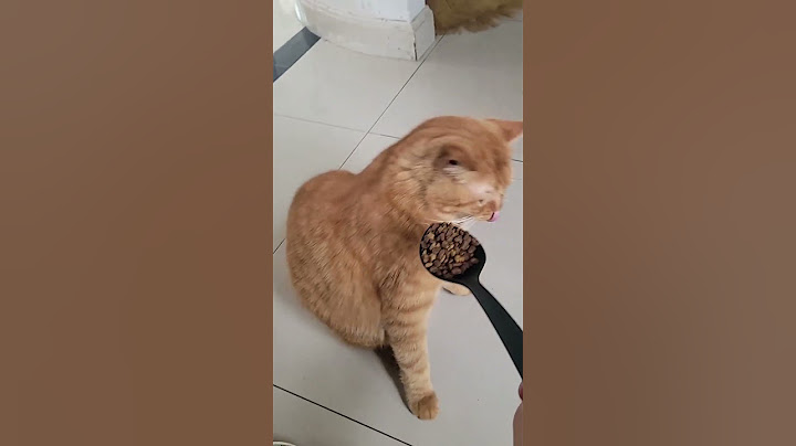 วิธีการให้อาหารแมวอย่างถูกต้อง 🐱