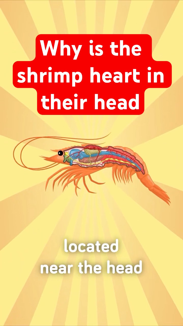 Shrimps Heart is in it's Head, Here's Why
