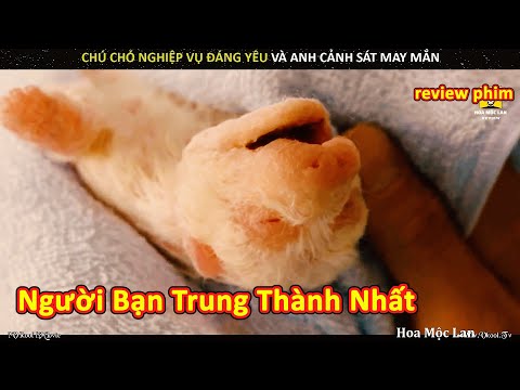 Video: 9 con chó đã đánh cắp trái tim của chúng tôi là nhân vật RomCom cổ điển