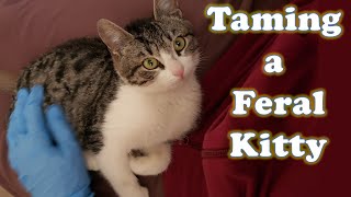 Amazing Feral Kitten Taming Transformation!