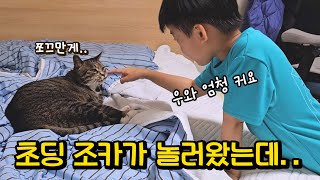 작은 인간을 처음 본 고양이의 상상도 못한 반응 : 온 가족을 감탄하게 한 호동이의 행동 (어쩜 이래!!)