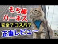 あのハーネスって実際どうなの！？コスパと安全性を正直レビュー！【猫用ハーネス１０種お試し企画】