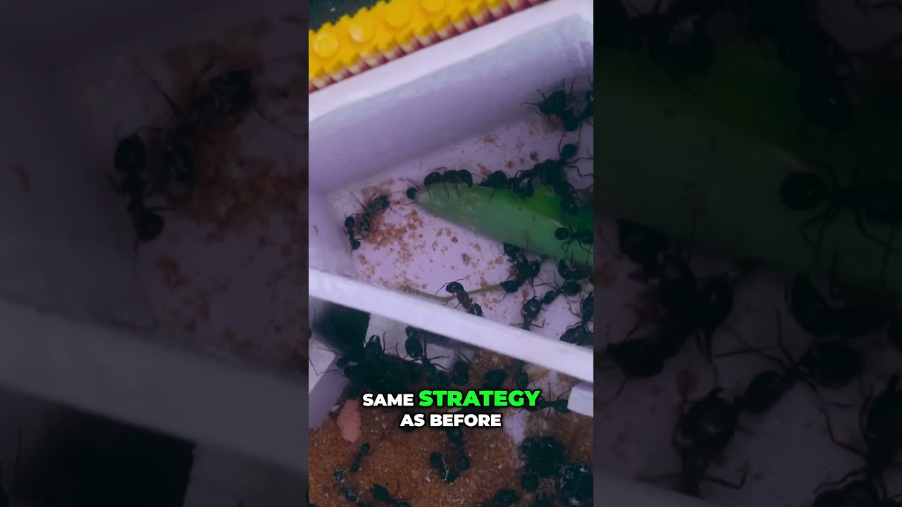 Mantis Vs Ants Epic Battle To The Death In Tiny World 