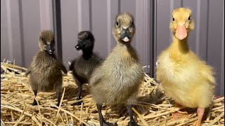Over A Decade With Runner Ducks And Adding More by Big Horn Mountain Alpacas 2,476 views 1 year ago 12 minutes, 12 seconds
